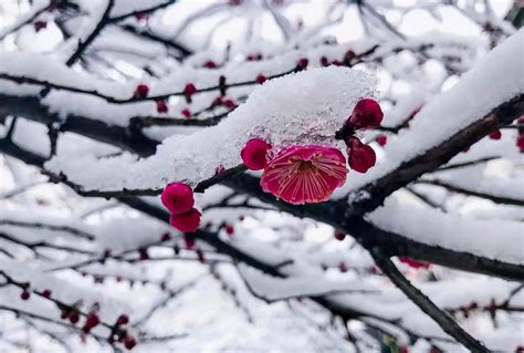 梅花 寓意